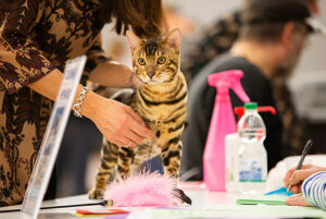 Chat de race tigré avec sa maitresse
