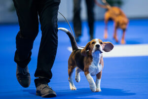 Chien qui court à côté de son maître à l'Expo Canine