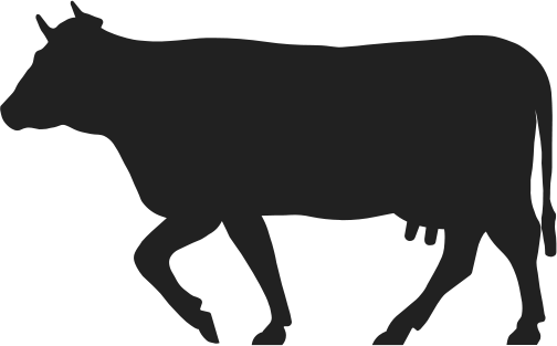 illustration vache noire