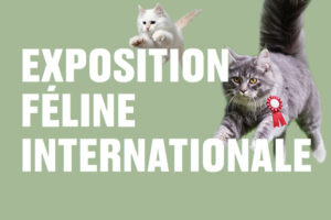 L'EXPOSITION FÉLINE INTERNATIONALE