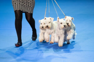 L'EXPOSITION CANINE INTERNATIONALE 2025